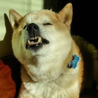 犬の『逆くしゃみ』って何？放っておいても大丈夫？心配すべき症状まで解説