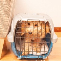 犬がクレートを嫌がるようになる絶対NGな使い方4つ　飼い主がやってしまいがちなこととは