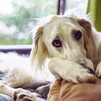 犬が飼い主の体を『ホリホリ』する心理3つ　伝えたいことがあるの？やめてほしいときの対処法まで