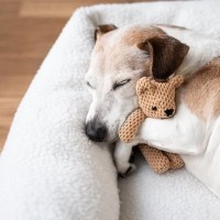 犬がよく『寝る場所』を変える理由4つ　リラックスできる睡眠環境の条件や注意点を解説
