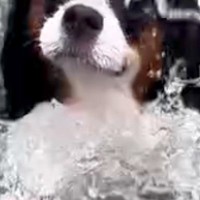 水泳教室で泳ぎを練習する2匹の犬→一生懸命になりすぎて…思わず笑ってしまう『必死すぎる表情』に反響「お目々が落ちそうｗ」「笑ったｗｗ」