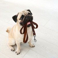 犬の散歩に使うべきではない『危険なリード』5選　絶対NGな理由や起こり得るリスクまで