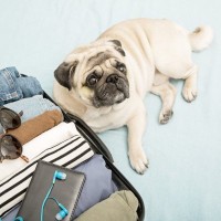 飼い主が外出する前、愛犬はどう思っているの？留守番時の問題行動を防ぐ方法まで