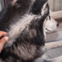 『毛がたくさん抜ける』犬種5選　抜け毛が少ない犬との違いや適切なお手入れまで