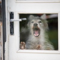 犬が『窓の外』に向かって吠える5つの理由　何を伝えようとしているの？落ち着かせる方法まで