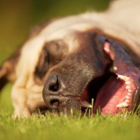 犬が『いびき』をかく原因とは？危険な4つの症状や考えられる病気まで