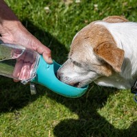 犬に『水分補給』をさせるときの絶対NG行為4選　健康被害をもたらす水の与え方とは？