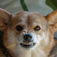 犬がみせる『イライラ』サイン5選　愛犬が苛立ちを抑えきれないときにする態度や行動とは？