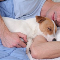 愛犬が一緒に寝てくれないときの理由7つ　考えられる心理から配慮してあげるべきことまで