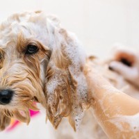 犬にとって苦痛な『お手入れ』３選　苦手を克服させるコツや適切な方法まで