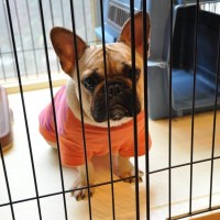 室内犬に絶対してはいけないNG行為4選　部屋の中に潜む重大なリスクとは？