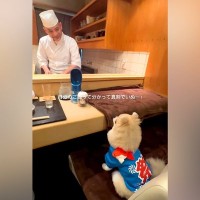 カウンターで大将からご飯を振る舞ってもらう犬→真剣な眼差しで見つめて…可愛すぎる『食事の光景』が298万再生「大将の笑顔ｗ」「いぬー！」