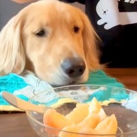 『桃食べる？』と大型犬に聞いてみたら…まるで人の子どものような『分け合って食べる光景』が66万再生「表情可愛すぎ」「最後の1個ガン見ｗ」