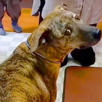 パパがいないことに気づき『置いていかれた』と怒る犬→帰宅しても気付かずに…発見した時の『可愛すぎる反応』が4万再生「ちょっと抜けてるｗ」