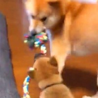 お家にきて3日目の赤ちゃん犬が『先輩犬から激しすぎる洗礼』を受けて…7年後→予想と違った光景が33万再生「たくましいｗ」「笑った」