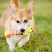 犬をより幸せにさせる『暮らしのヒント』4つ　愛犬が快適に過ごせるように心がけるべきこと