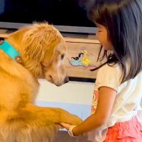 小さな女の子が大型犬にオヤツをあげようとしたら…幸せが溢れている『あまりにも優しい光景』に反響「なんていい子なの」「全員かわいい」