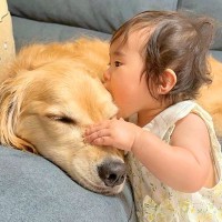 ワンコへの愛が溢れすぎた1歳の女の子→ソファでくつろぐ大型犬に…『まさかの行動』と『愛おしい対応』が38万再生「優しすぎ」「素敵な光景」