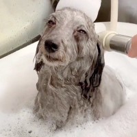 お風呂に入っているスリムな犬→濡れる前は…想像の斜め上を行く『もはや別犬なビフォーアフター』に反響「吹いたｗ」「差がスゴすぎる」