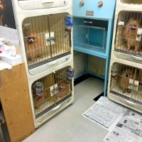 ７年半もの間『外に出たことがない繁殖犬』を保護した結果…５年後→思わず涙する『嘘のような光景』に反響「感動して泣いた」「ほんといい笑顔」