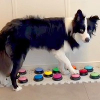 『会話ボタン』で犬に名前を呼ばれたので、目をそらしてみた結果…まさかの『人間のような行動』が16万再生「会話できるの凄い」「天才」と称賛