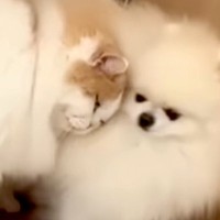 半日ペットサロンにいた犬→帰ると、心配していた同居猫が近づいてきて…種族の壁を超えた『愛を感じる光景』が18万再生「健気」「いい兄貴」