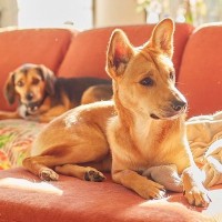 AIで『2匹の犬を擬人化してみた』結果→おじさんになってしまい…笑いが止まらない『衝撃の超展開』に9500いいね「涙出た」「薄毛ｗｗ」