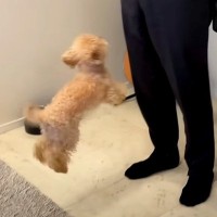 出張帰りの父が突然家にやってきたら、犬が…久しぶりの再会で見せた『感情が爆発する瞬間』が30万再生「空気感にほっこり」「甘えん坊さん」