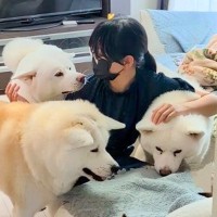 女の子が『1時間だけ外出』して家に帰ってきたら、5匹の大型犬が…あまりにも尊い『おかえりなさいの光景』が話題「愛されてる」「最高すぎ」