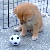 遊び方すら知らなかった赤ちゃん犬→家族と一緒に過ごした結果…３年後の『成長を感じるステキな光景』に反響「すっかりお兄ちゃんになって…」