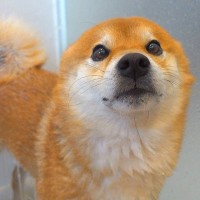 お風呂が苦手な犬にシャワーをあてた結果→文句が止まらず…まさかの『犬語での抗議』が可愛すぎると165万再生「アザラシみたいｗ」と反響