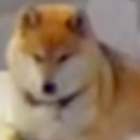 お留守番中の犬が心配なのでペットカメラを設置→様子を覗いてみたら…まるで人間のような『クセの強い行動』が31万再生「犬のフリしてる？ｗ」