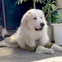 5年間、一度も病院に行かなかった『寝たきりの超大型犬』を保護…涙が止まらない『一生懸命に頑張る光景』が39万再生「表情が…」「感動」