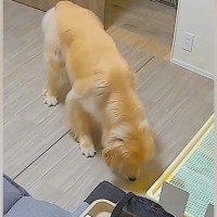 おしっこ失敗した大型犬→『どうしよう』と焦った結果…あまりにもいじらしい『まさかの光景』が49万再生「絶対許しちゃうｗ」「謝って可愛い」