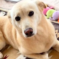 『感情を出すことはない』と言われた保護犬→愛を込めてお世話した結果…同じ犬とは思えない『現在の様子』に感動「気持ち伝わる」「幸せなんだ」