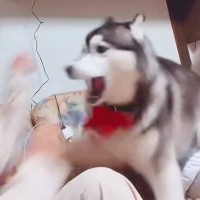 大型犬と飼い主が喧嘩中…ふいに『オテ』と言ってみた結果→絶対に許してしまう『まさかの反応』が27万再生「惜しいｗ」「もはや条件反射」