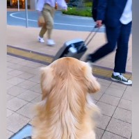 駅前までパパを迎えに行った大型犬→気づかないかと思ったら、次の瞬間…泣きそうになるほど『健気な行動』が79万再生「匂いでわかるのかな」