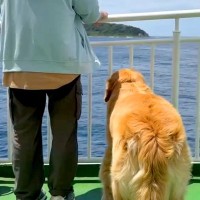 1年ぶりにお兄ちゃんと会うため、船に乗る大型犬→長旅の末…感動的な『再会の瞬間』が7万再生「涙出てきた」「普段とのギャップに泣いた」の声