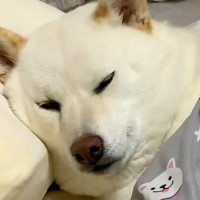 犬を『甘やかして大切に育てた』結果→思った以上に『自由すぎる日常』が125万再生「愛されてるの伝わってきて幸せ」「柴犬最高」と絶賛の声