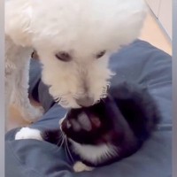 子猫にベッドを強奪された犬→怒るのかと思いきや…まるでお兄ちゃんかのような『まさかの行動』に感動「惚れる」「ほんとに優しい」と8万再生