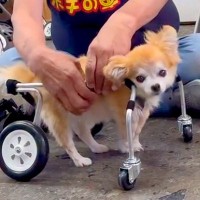 16歳のおばあちゃん犬に『オーダーメイドの車椅子』をあげた結果…思わず涙が出る『感動的な反応』に反響「笑顔に…」「お散歩楽しんでね」