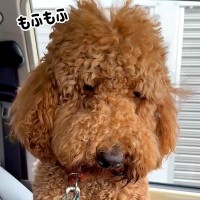 『え、どなた？』モフモフの大型犬がトリミングに行ったら…衝撃の『完全に別犬なビフォーアフター』が56万再生「本当に同じ子？」「お上品ｗ」