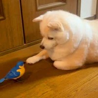 自分用に買った『1000円の鳥のおもちゃ』→犬が気に入ってしまい…まさかの『絶対に触らせてくれない光景』が58万再生「守ってる」「天使」