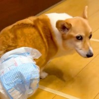 12時間も続いた発作を耐え抜いた犬→後遺症が残ってしまって…90日後の『涙あふれる光景』に反響「本当によく頑張った」「応援してる」