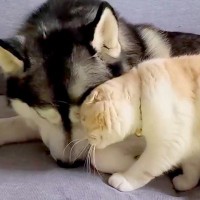 猫に寄り添われて嬉しそうな大型犬→別の犬のところに行ってしまい…『フラれて絶望する様子』が15万再生「三角関係で草」「猫は気まぐれｗ」
