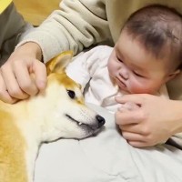 溺愛する赤ちゃんと離れ離れになった犬→１週間ぶりの再会を果たした瞬間…あまりにも尊い『お互いの行動』が50万再生「可愛いが大渋滞」と絶賛