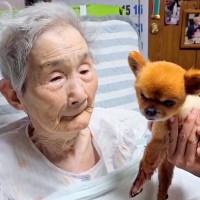犬を猫だと勘違いしていたおばあちゃん→4年後に『犬を覚えてるか』質問してみた結果…ずっと見ていたい『愛おしい光景』が56万再生の反響