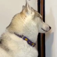 川遊び後、急遽お風呂に入れられたシベリアンハスキー→完全にふてくされてしまい『絶望する光景』が51万再生「表情ｗ」「こっち向かないの草」