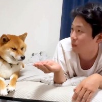 ベッドで犬たちと『OLごっこ』した結果…まるでコントのような『仕方なく付き合ってあげる光景』が190万再生「解像度高すぎ」「同期かな？」