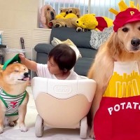 1歳の女の子の『ドライブスルーごっこ』に付き合う犬たち→とんでもなく可愛い光景が32万再生「なんて優しいの」「幸せそのもの」と悶絶の声